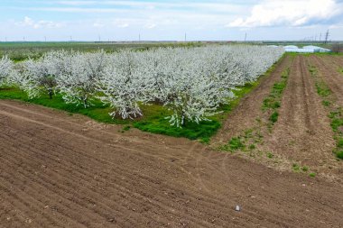 Prunus avium çiçekli kiraz. Bir ağaç dalı kiraz çiçekleri