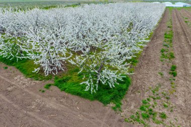 Prunus avium çiçekli kiraz. Bir ağaç dalı kiraz çiçekleri
