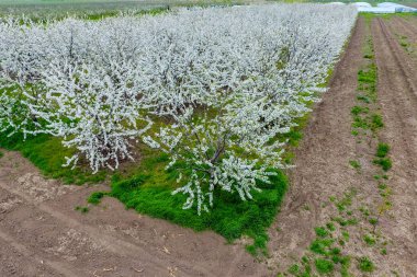 Prunus avium çiçekli kiraz. Bir ağaç dalı kiraz çiçekleri