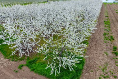 Prunus avium çiçekli kiraz. Bir ağaç dalı kiraz çiçekleri