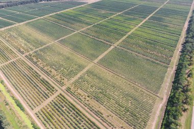 Bahçedeki ağaçlar satırlarının. Aerophotographing, üstten görünüm.