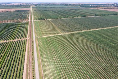 Bahçedeki ağaçlar satırlarının. Aerophotographing, üstten görünüm.