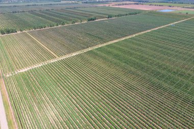 Bahçedeki ağaçlar satırlarının. Aerophotographing, üstten görünüm.