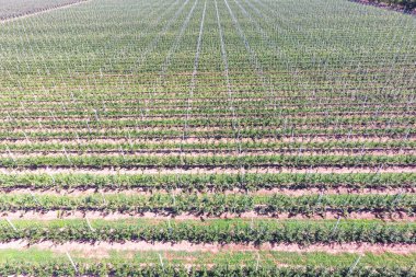 Bahçedeki ağaçlar satırlarının. Aerophotographing, üstten görünüm.