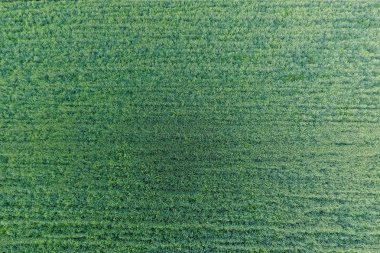 Buğday alan doku. Arka plan alanında genç yeşil buğday. Quadrocopter fotoğraf. Buğday alan hava fotoğrafı