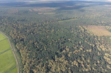 Orman pirinç tarlaları yakınındaki kırmızı orman. Bir kuş bakışı ile manzara