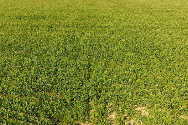 Campo de milho. O milho verde floresce no campo. Período de crescimento — Fotografia de Stock