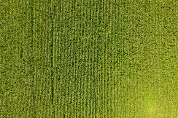 Campo de milho. O milho verde floresce no campo. Período de crescimento — Fotografia de Stock