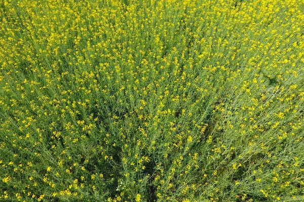 Pole kvetoucí řepky. Pohled shora z dron. Znásilnění, syderatic rostlina se žlutými květy. Pole s siderates — Stock fotografie