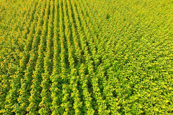 Flygfoto över åkrar blommande oljeväxter. Fält av solrosor. Ovanifrån. — Stockfoto