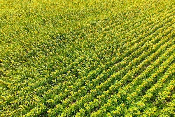 Вид с воздуха на цветущие масличные поля. Поле подсолнухов. Вид сверху . — стоковое фото