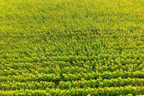 Flygfoto över åkrar blommande oljeväxter. Fält av solrosor. Ovanifrån. — Stockfoto