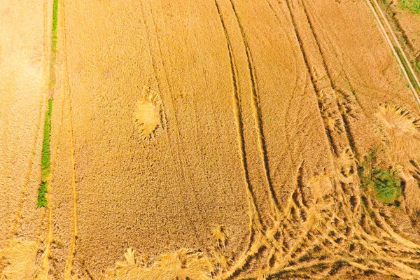 Gebied van tarwe, een bovenaanzicht — Stockfoto