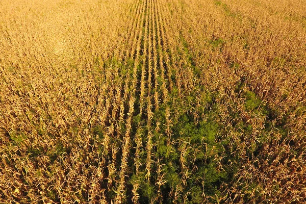 Campo com milho maduro. Talos secos de milho. Vista do milheiral — Fotografia de Stock