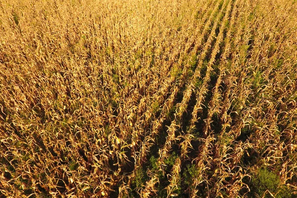 Campo con maíz maduro. Tallos secos de maíz. Vista del maizal —  Fotos de Stock