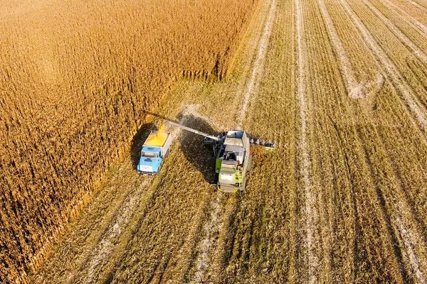 Połączyć ziarna kukurydzy kombajn leje w skrzyni. Harveste — Zdjęcie stockowe