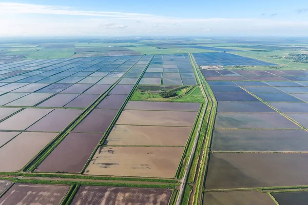 Arrozales inundados. Métodos agronómicos de cultivo de arroz en la — Foto de Stock