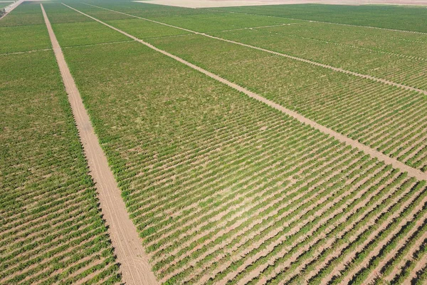 Huertos de uva vista de pájaro. Filas de vid. Vista superior del jardín — Foto de Stock