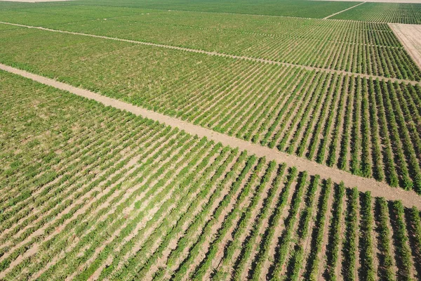 Huertos de uva vista de pájaro. Filas de vid. Vista superior del jardín — Foto de Stock