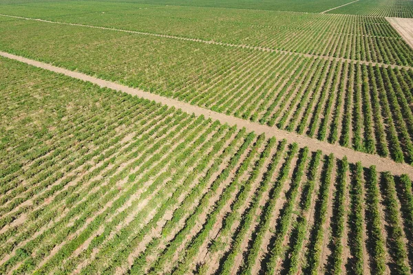 Widok z lotu ptaka winogron sadów. Rzędy winorośli. Widok z góry na ogród — Zdjęcie stockowe