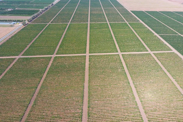 Druif boomgaarden vogelvlucht bekijken. Rijen wijnstokken. Bovenaanzicht van de tuin — Stockfoto