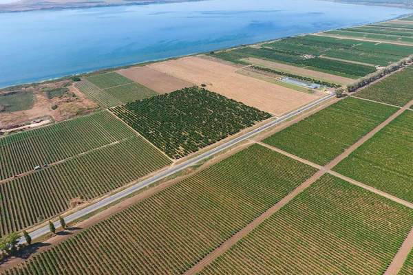 Huertos de uva vista de pájaro. Filas de vid. Vista superior del jardín sobre un fondo del estuario, pueblo y cielo —  Fotos de Stock