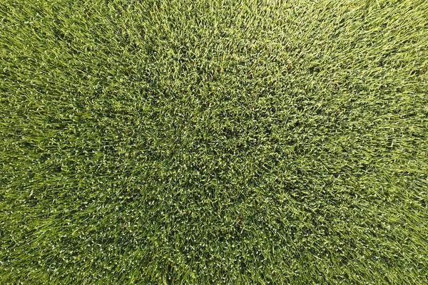 Trigo verde en el campo, vista superior con un dron. Textura de dónde —  Fotos de Stock