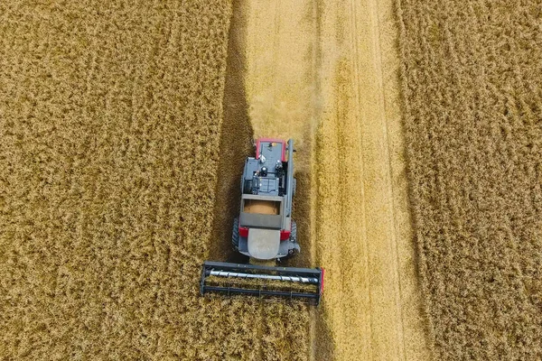 Harvesting wheat harvester. Agricultural machines harvest grain
