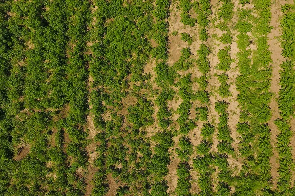 potato field. View from above. Green tops of rows of potatoes.