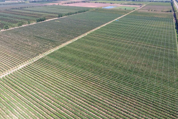 Sorok a fák, a kertben. Aerophotographing, felülnézet. — Stock Fotó