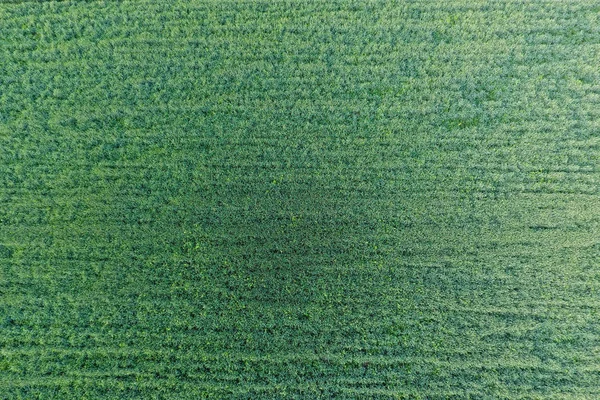 Textura do campo de trigo. Fundo de trigo verde jovem no campo. Foto do quadricóptero. Fotografia aérea do campo de trigo — Fotografia de Stock