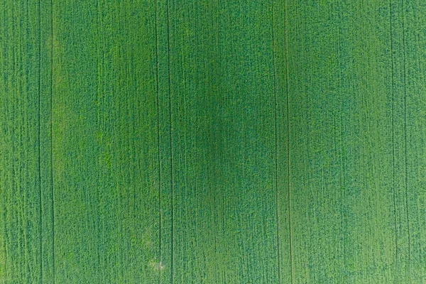 Texture del campo di grano. Sfondo di grano verde giovane sul campo. Foto dal quadrocopter. Foto aerea del campo di grano — Foto Stock