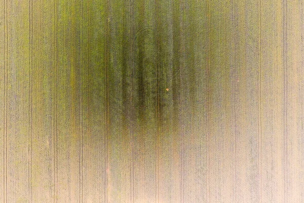 Texture of wheat field. Background of young green wheat on the field. Photo from the quadrocopter. Aerial photo of the wheat field — Stock Photo, Image