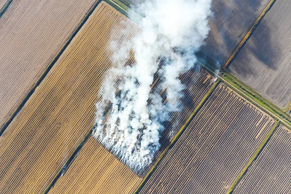 The burning of rice straw in the fields. Smoke from the burning of rice straw in checks. Fire on the field