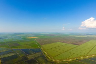 Pirinç tarlaları su basmış. Sular altında pirinç paddies. Alanları pirinç büyüyen Agronomik yöntemleri.