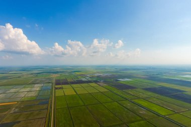 Pirinç tarlaları su basmış. Sular altında pirinç paddies. Alanları pirinç büyüyen Agronomik yöntemleri.