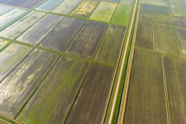 Pirinç tarlaları su basmış. Sular altında pirinç paddies. Alanları pirinç büyüyen Agronomik yöntemleri.