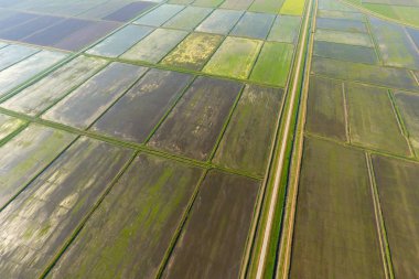 Pirinç tarlaları su basmış. Sular altında pirinç paddies. Alanları pirinç büyüyen Agronomik yöntemleri.