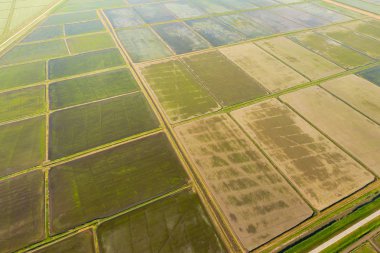 Pirinç tarlaları su basmış. Sular altında pirinç paddies. Alanları pirinç büyüyen Agronomik yöntemleri.