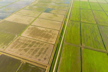 Pirinç tarlaları su basmış. Sular altında pirinç paddies. Alanları pirinç büyüyen Agronomik yöntemleri.