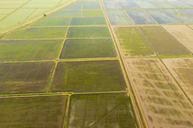 Pirinç tarlaları su basmış. Sular altında pirinç paddies. Alanları pirinç büyüyen Agronomik yöntemleri.