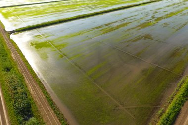 Pirinç tarlaları su basmış. Sular altında pirinç paddies. Alanları pirinç büyüyen Agronomik yöntemleri.
