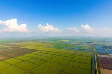 Pirinç tarlaları su basmış. Sular altında pirinç paddies. Alanları pirinç büyüyen Agronomik yöntemleri.