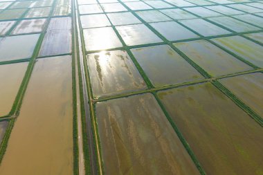 Pirinç tarlaları su basmış. Sular altında pirinç paddies. Alanları pirinç büyüyen Agronomik yöntemleri.