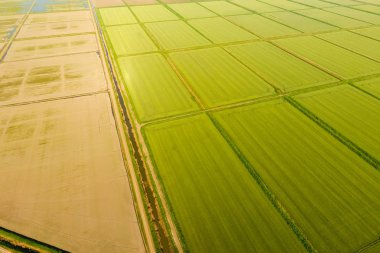 Pirinç tarlaları su basmış. Sular altında pirinç paddies. Alanları pirinç büyüyen Agronomik yöntemleri.