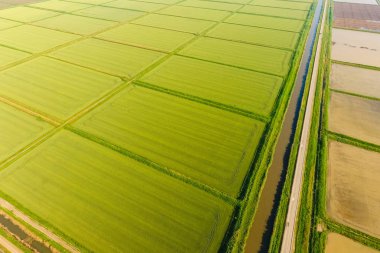 Pirinç tarlaları su basmış. Sular altında pirinç paddies. Alanları pirinç büyüyen Agronomik yöntemleri.