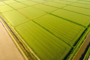 Pirinç tarlaları su basmış. Sular altında pirinç paddies. Alanları pirinç büyüyen Agronomik yöntemleri.