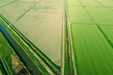 Pirinç tarlaları su basmış. Sular altında pirinç paddies. Alanları pirinç büyüyen Agronomik yöntemleri.
