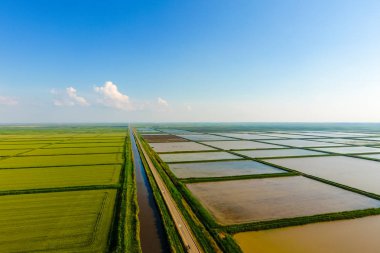 The rice fields are flooded with water. Flooded rice paddies. Agronomic methods of growing rice in the fields. clipart