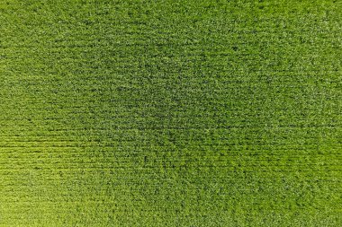 Buğday alanı yeşil. Sahada genç buğday. AB 'den görünüm